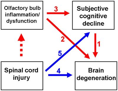 Ultrarapid Inflammation of the Olfactory Bulb After Spinal Cord Injury: Protective Effects of the Granulocyte Colony-Stimulating Factor on Early Neurodegeneration in the Brain